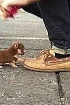 WOULD YOU KILL A PUPPY