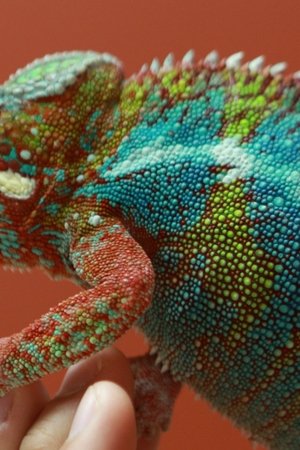 5. epizoda