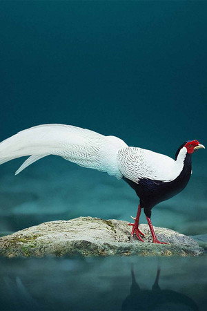 1. epizoda