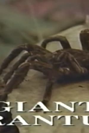 Predators of the Wild: Giant Tarantula