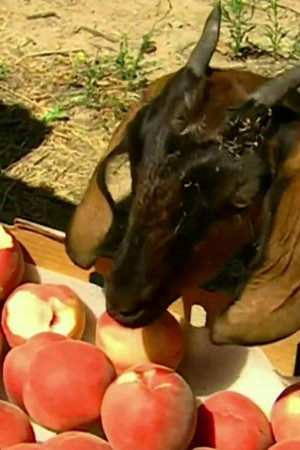 Clementine the Goat