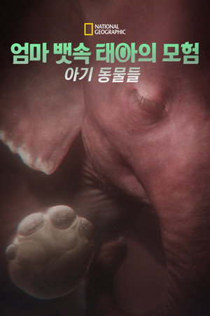 엄마 뱃속 태아의 모험: 아기 동물들