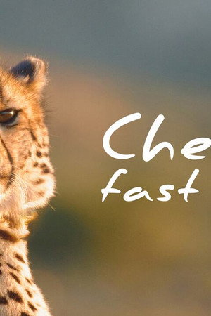 Cheetah: Fast and Wild