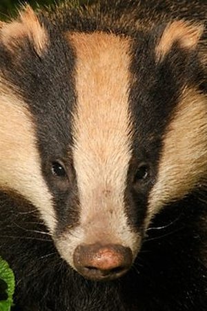 4. epizoda