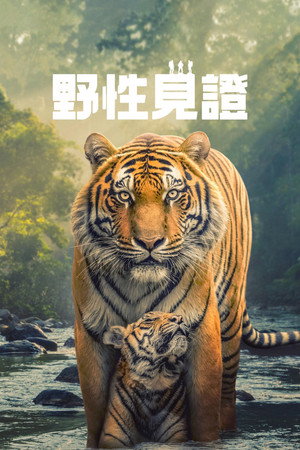 野性生灵