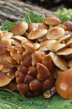 Nameko