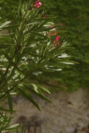 7. epizoda