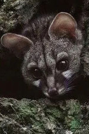 epizoda
