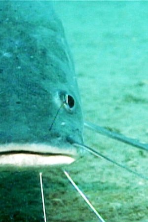 529. epizoda