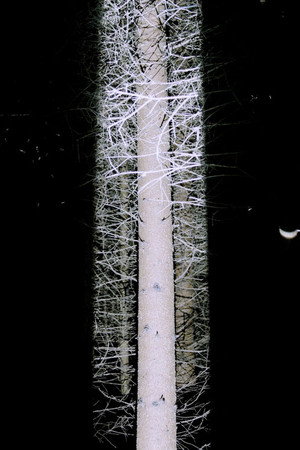 De Natura Tenebrarum