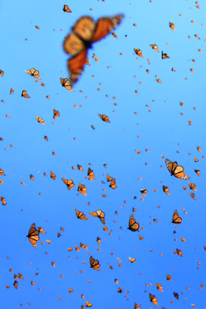 Flight of the Butterflies