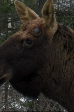 17. epizoda