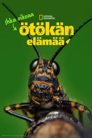 Ihka oikeaa Ötökän Elämää