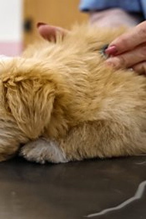 Why Are Vet Bills So High?