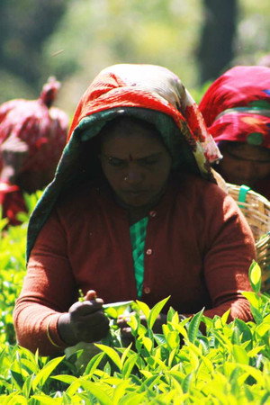 Helmets, Tea, District Heating