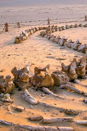 Egypt's Secret Valley of the Whales