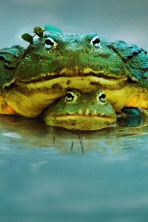 epizoda