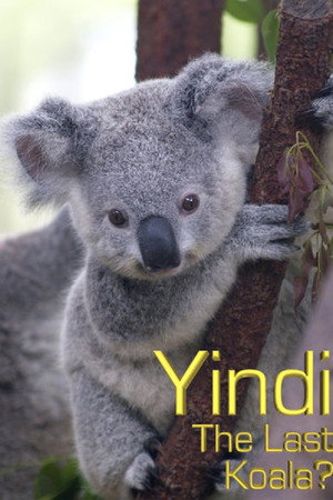 Grainger's World: Yindi: The Last Koala?