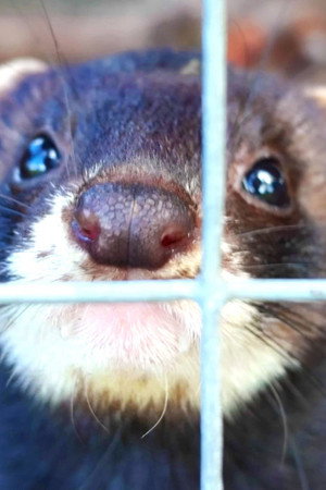 We Can’t Invent a Robot Better Than These Ferrets