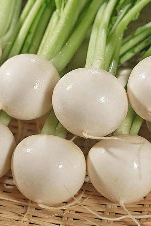 Turnip