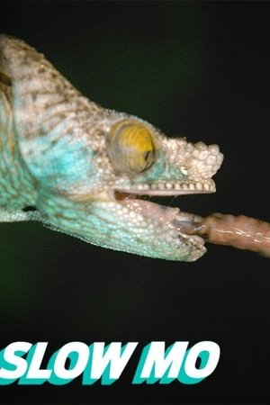 17. epizoda