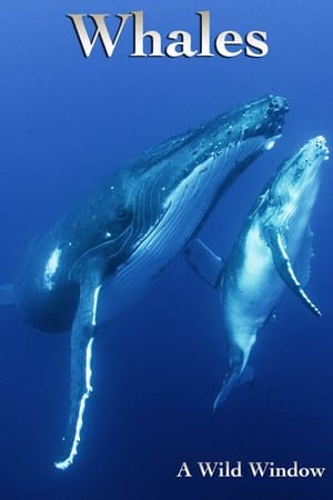 Wild Window: Whales