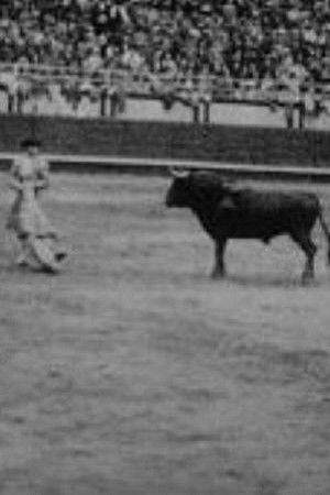 Corrida profesional Plaza Belmonte