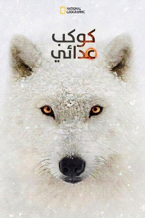 كوكب عدائي