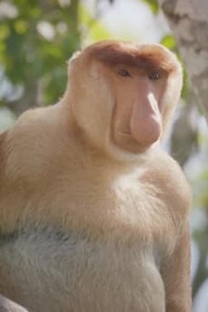 epizoda