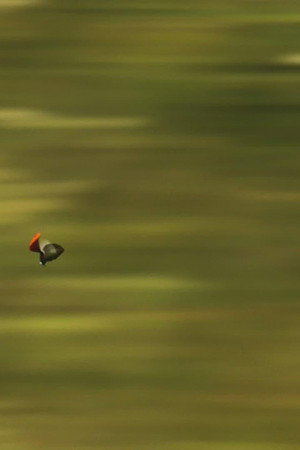 Fly hunting