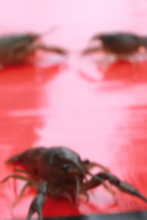 ILLEGAL CRAWFISH RACING OLYMPICS