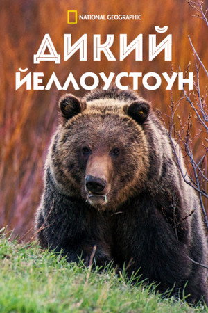 Дикий Йеллоустоун