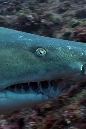 epizoda