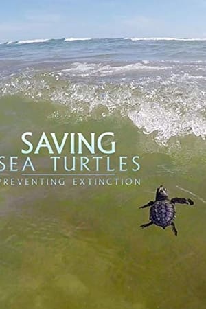 Saving Sea Turtles: Preventing Extinction