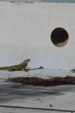 Ojos para mis enemigos