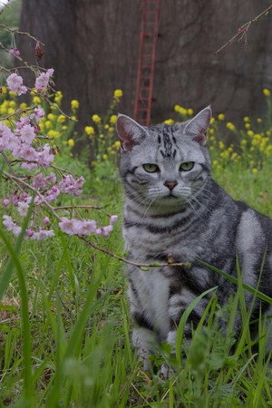 Odawara: Cats in Pubs and Cafes