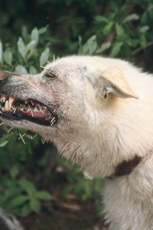 5. epizoda