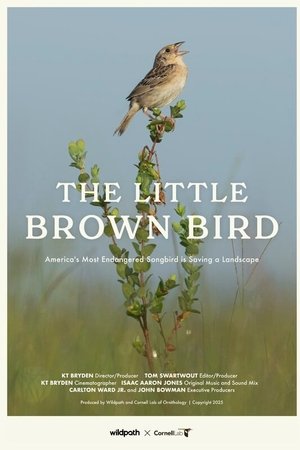 The Little Brown Bird