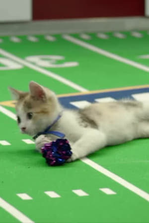 Kitten Bowl VIII Special