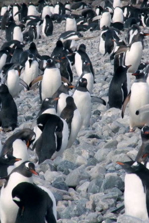 The Antartic