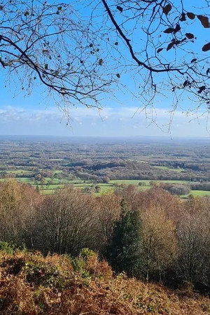 Verdley Woods