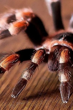 Tarantulas: The Deadly Cargo