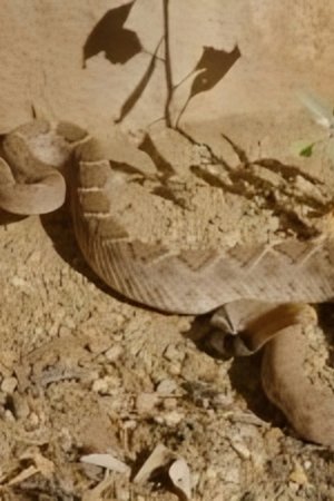11. epizoda