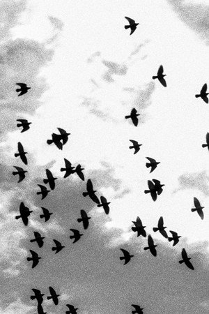 Swarms