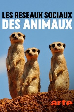 Animal Social Network