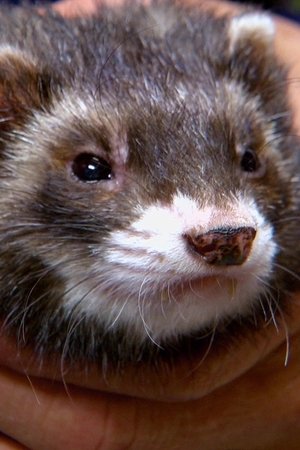 9. epizoda