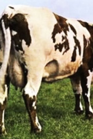 Je vakcína kravina?