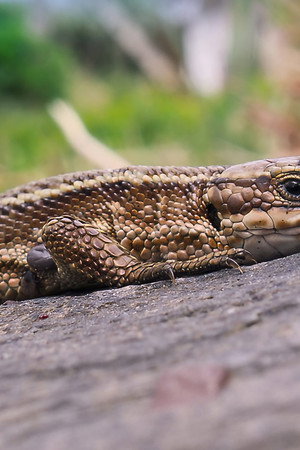 The Western Highlands