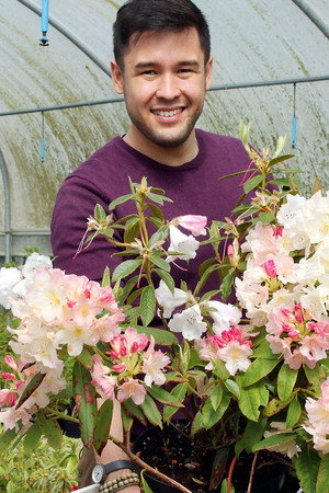 Rhododendrons and Carnations
