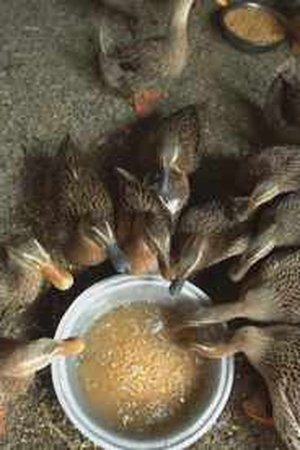 12. epizoda